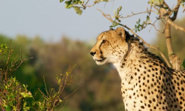 How to Lose Belly Fat