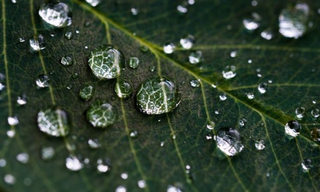 How Much Water Should You Drink a Day?