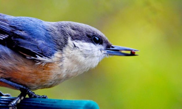 What Should be Your Pre-Workout Meal?