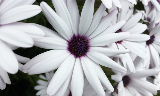 Struggling With the Last 10 Pounds? Detox!