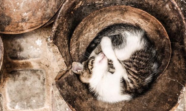 Supplements for Sleep